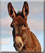 Ezel the Donkey