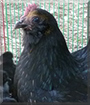 Tweety Bird the Bantam Chicken