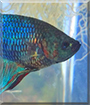 Brian the Betta Splendens