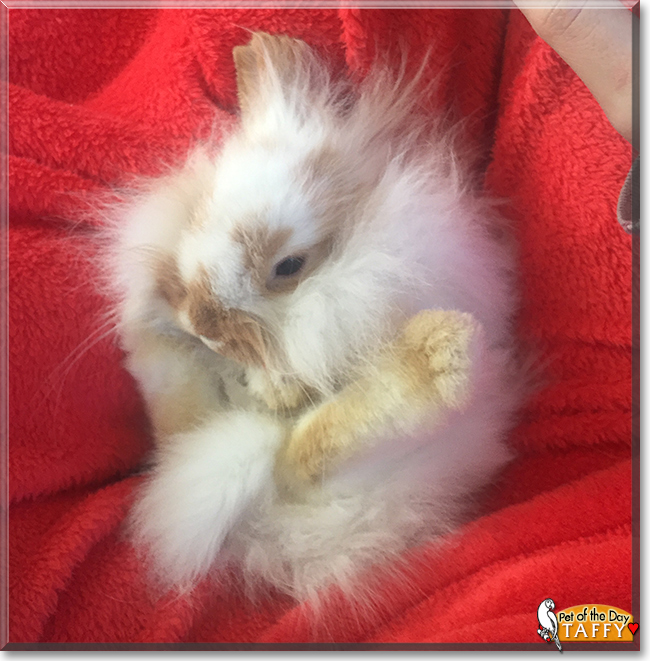 Taffy the Lop Lionhead Rabbit, the Pet of the Day Taffy the Lop Lionhead Rabbit, the Pet of the Day