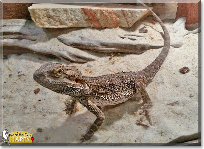Happy the Bearded Dragon, the Pet of the Day