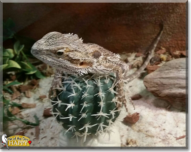 Happy the Bearded Dragon, the Pet of the Day