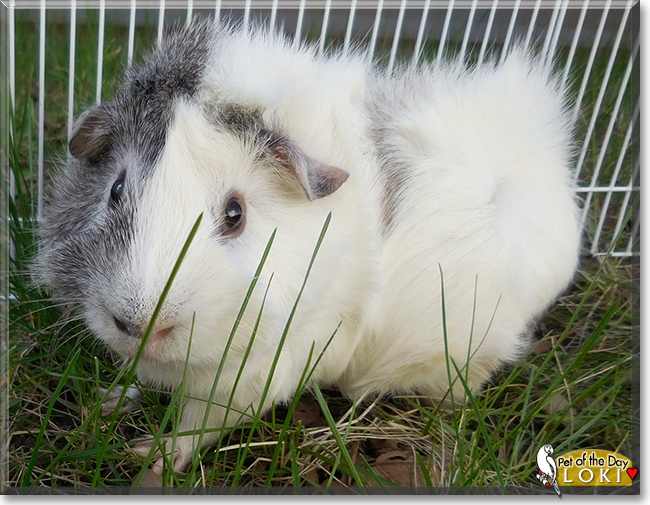 Loki the Guinea Pig, the Pet of the Day Loki the Guinea Pig, the Pet of the Day