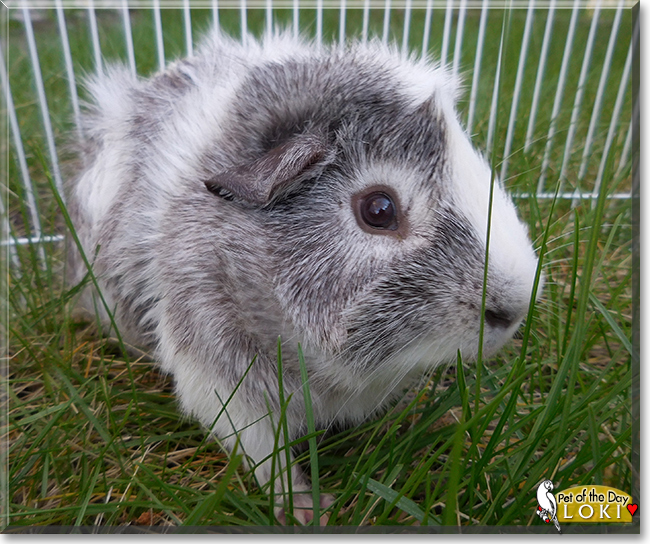 Loki the Guinea Pig, the Pet of the Day