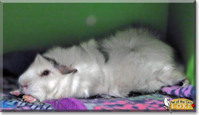 Loki the Guinea Pig, the Pet of the Day