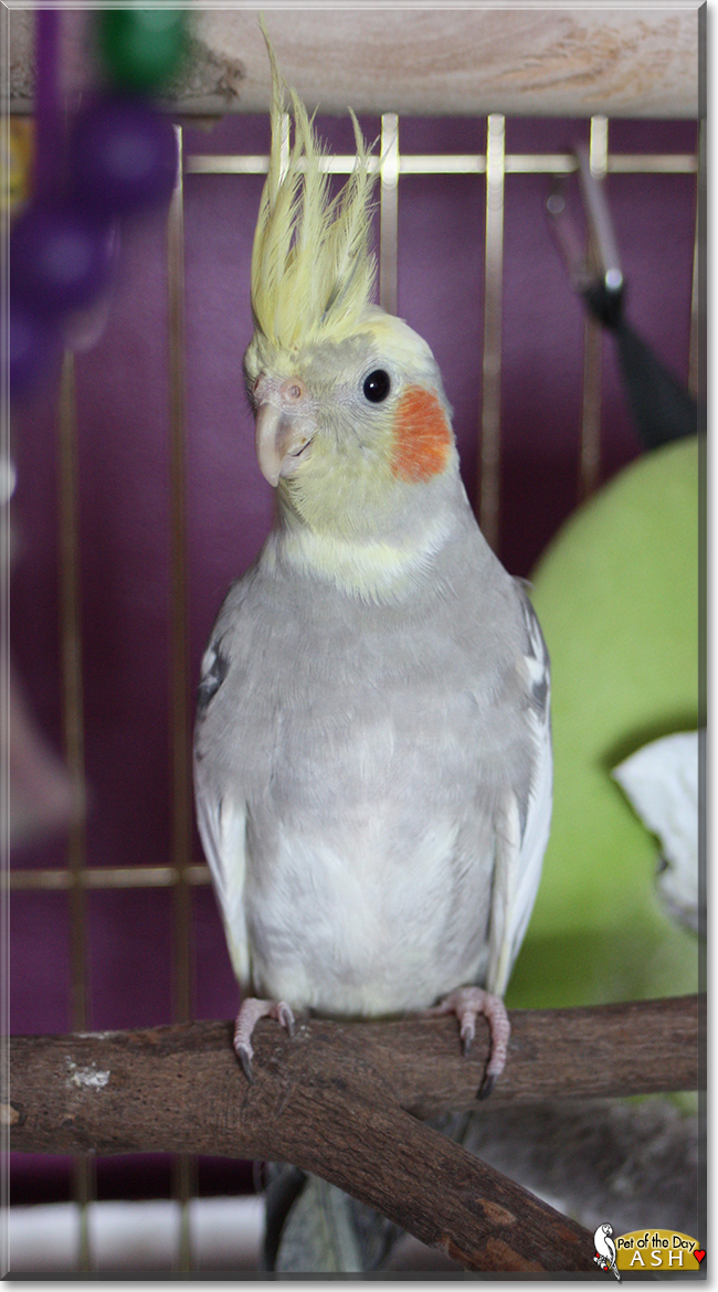 Ash the Cockatiel, the Pet of the Day