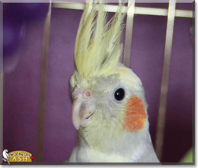 Ash the Cockatiel, the Pet of the Day Ash the Cockatiel, the Pet of the Day
