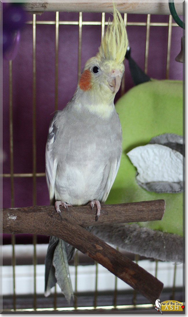 Ash the Cockatiel, the Pet of the Day