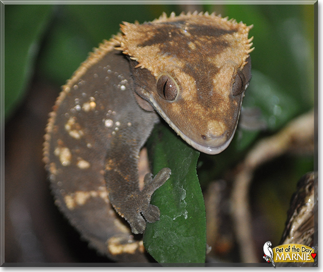 Marnie the Crested Gecko, the Pet of the Day Marnie the Crested Gecko, the Pet of the Day