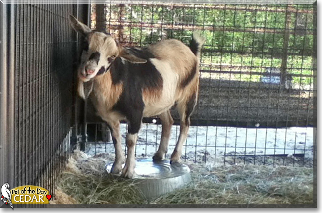 Cedar the Nigerian Dwarf Goat, the Pet of the Day Cedar the Nigerian Dwarf Goat, the Pet of the Day