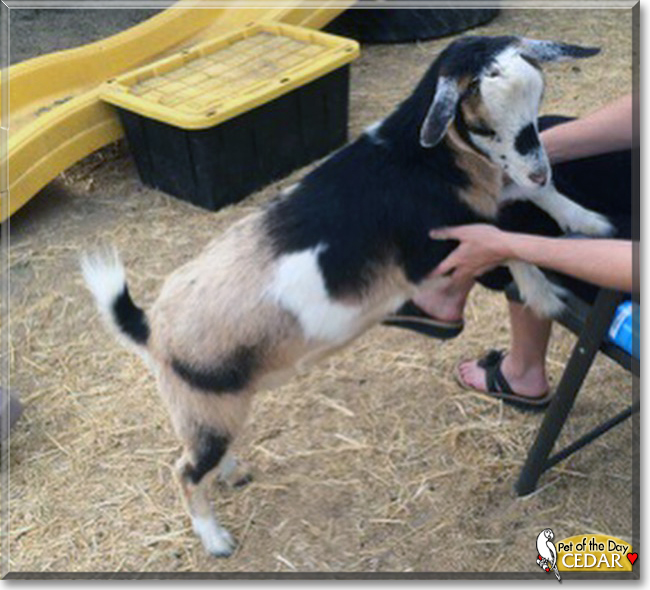 Cedar the Nigerian Dwarf Goat, the Pet of the Day