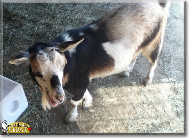 Cedar the Nigerian Dwarf Goat, the Pet of the Day