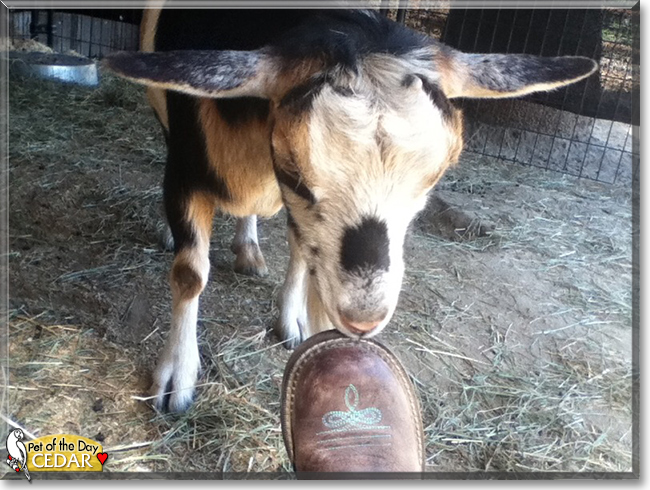 Cedar the Nigerian Dwarf Goat, the Pet of the Day
