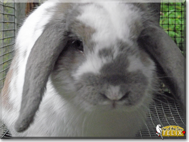 Felix the Lop Rabbit, the Pet of the Day Felix the Lop Rabbit, the Pet of the Day