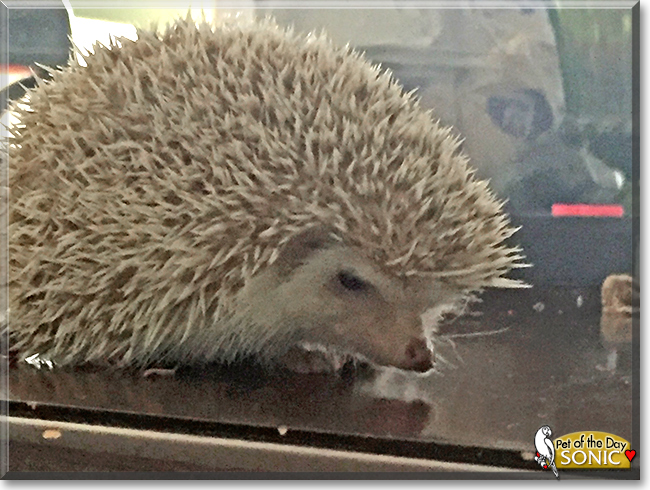 Sonic the African Pygmy Hedgehog, the Pet of the Day