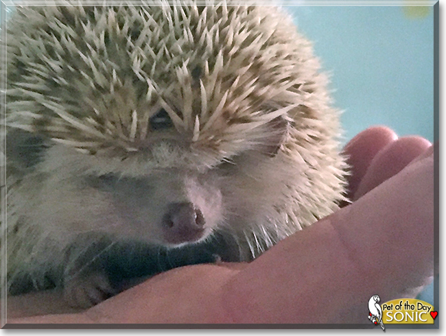 Sonic the African Pygmy Hedgehog, the Pet of the Day