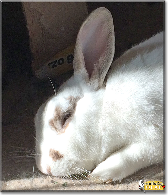Olaf the American Rabbit mix, the Pet of the Day Olaf the American Rabbit mix, the Pet of the Day