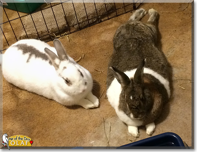 Olaf the American Rabbit mix, the Pet of the Day