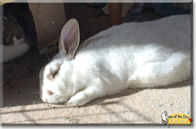 Olaf the American Rabbit mix, the Pet of the Day