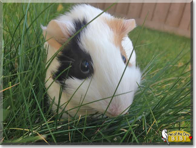 Bibi the Guinea Pig, the Pet of the Day Bibi the Guinea Pig, the Pet of the Day