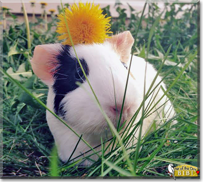 Bibi the Guinea Pig, the Pet of the Day