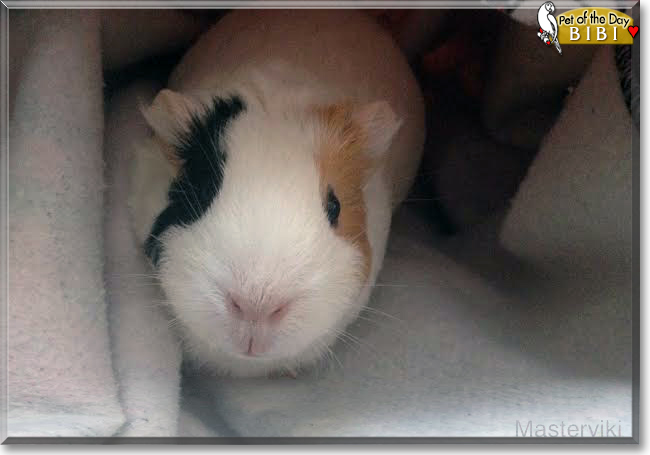 Bibi the Guinea Pig, the Pet of the Day