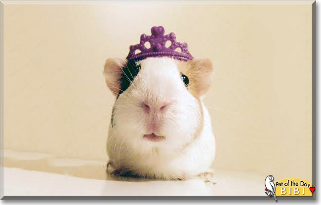 Bibi the Guinea Pig, the Pet of the Day