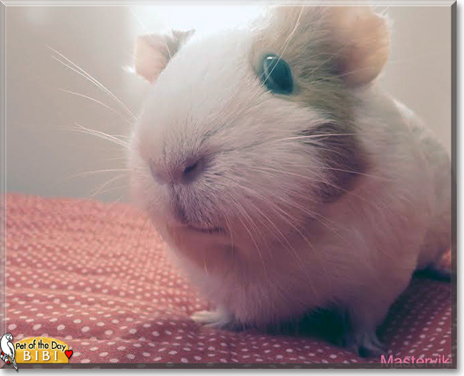 Bibi the Guinea Pig, the Pet of the Day
