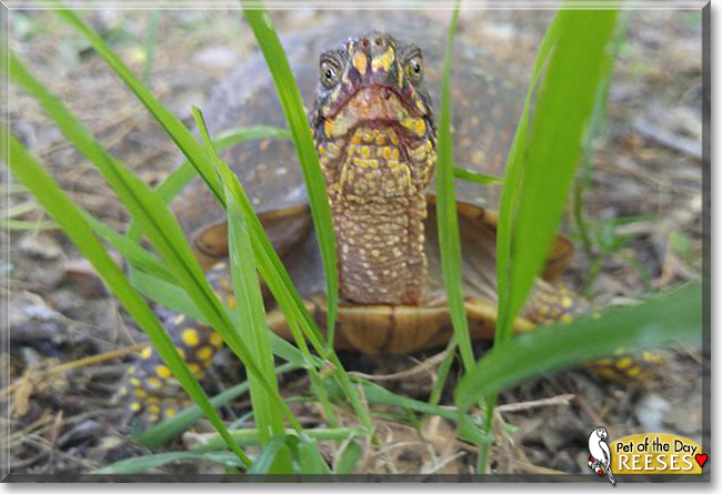Reeses the Box Turtle, the Pet of the Day