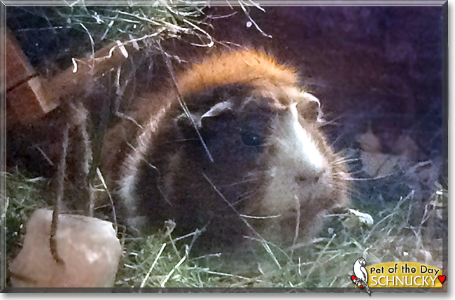 Schuncky the Guinea Pig, the Pet of the Day