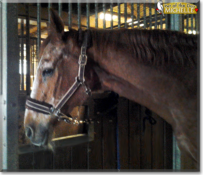 Michelle the Horse, the Pet of the Day