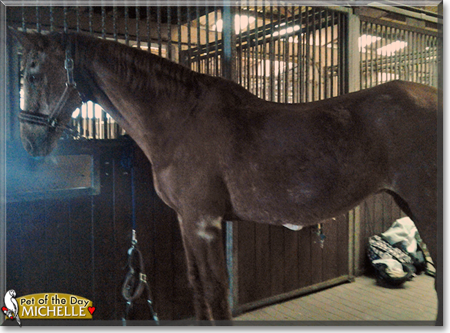 Michelle the Horse, the Pet of the Day