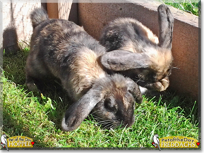 Hoppel, Freddachs the Lop Rabbits, the Pet of the Day Hoppel, Freddachs the Lop Rabbits, the Pet of the Day