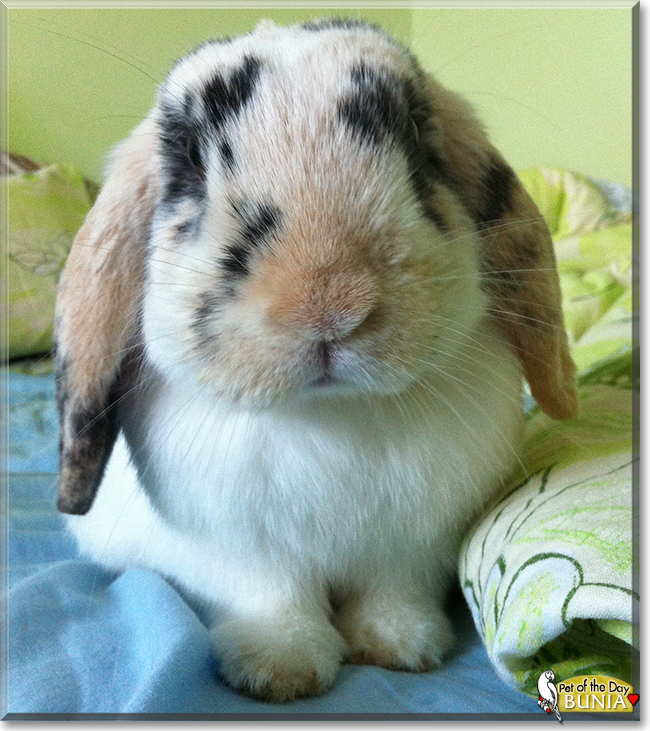 Bunia the MiniLop Rabbit, the Pet of the Day Bunia the MiniLop Rabbit, the Pet of the Day