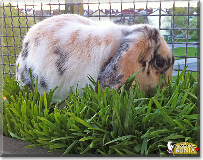 Bunia the MiniLop Rabbit, the Pet of the Day