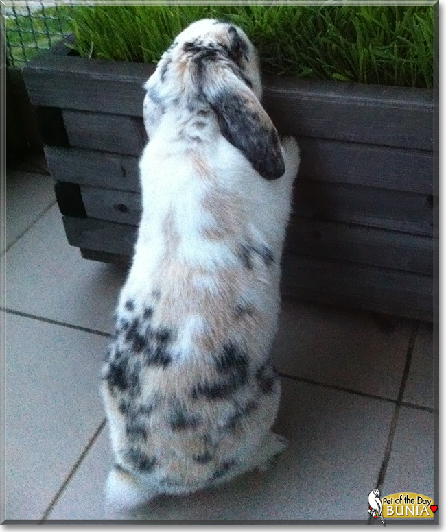 Bunia the MiniLop Rabbit, the Pet of the Day