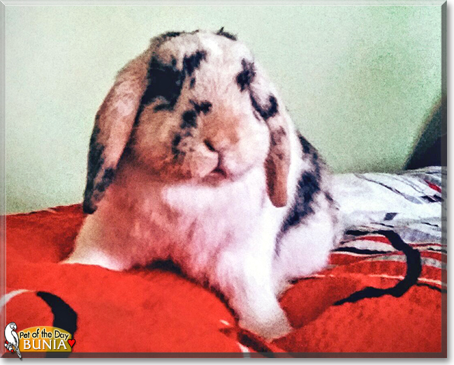 Bunia the MiniLop Rabbit, the Pet of the Day