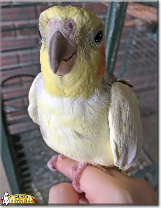 Peaches the Cockatiel, the Pet of the Day Peaches the Cockatiel, the Pet of the Day