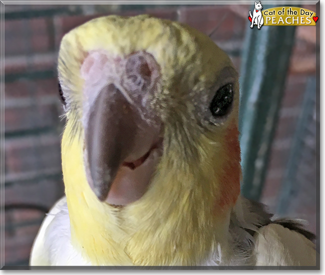 Peaches the Cockatiel, the Pet of the Day
