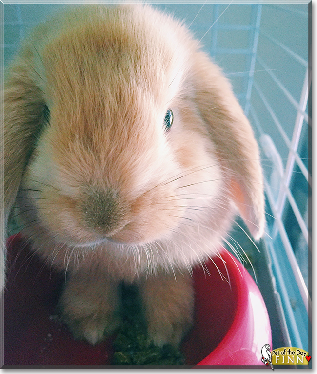 Finn the American Lop Rabbit, the Pet of the Day