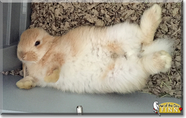 Finn the American Lop Rabbit, the Pet of the Day