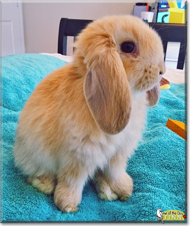 Finn the American Lop Rabbit, the Pet of the Day