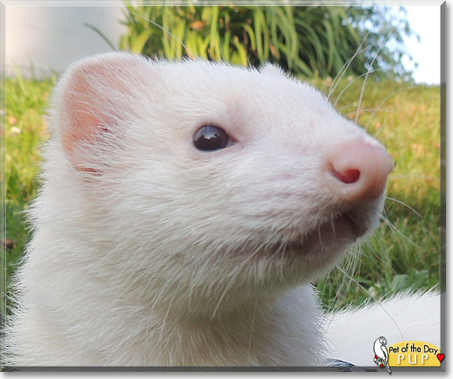 Pup the Ferret, the Pet of the Day Pup the Ferret, the Pet of the Day