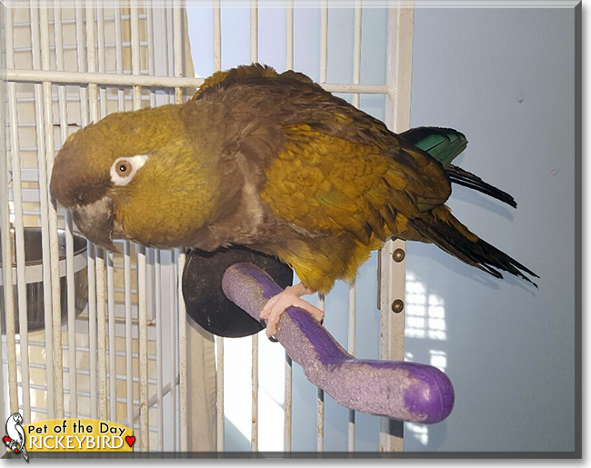 Rickeybird the Patagonian Conure, the Pet of the Day Rickeybird the Patagonian Conure, the Pet of the Day