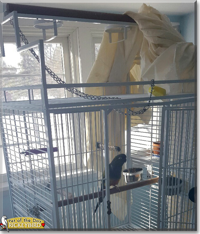 Rickeybird the Patagonian Conure, the Pet of the Day