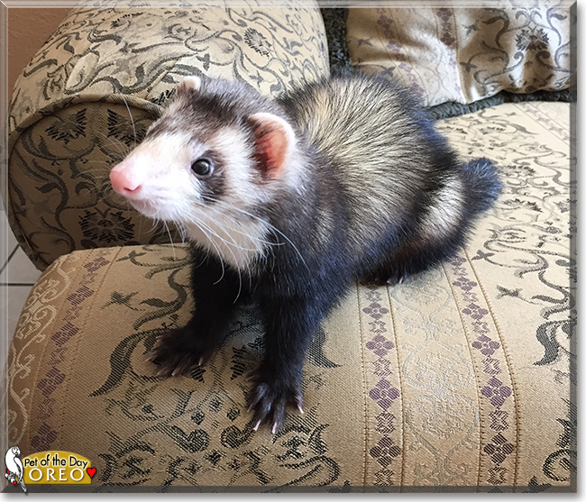 Oreo the Ferret, the Pet of the Day Oreo the Ferret, the Pet of the Day