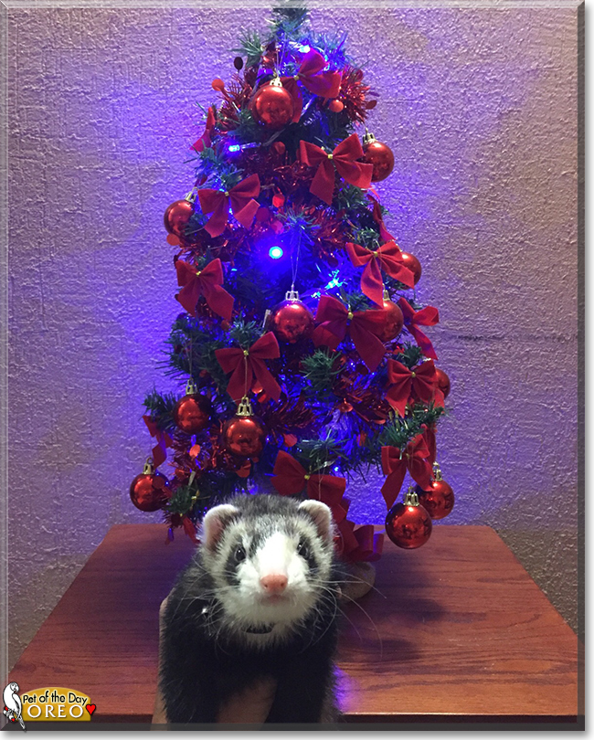 Oreo the Ferret, the Pet of the Day
