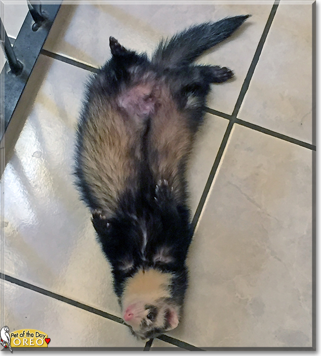 Oreo the Ferret, the Pet of the Day