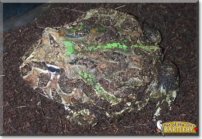 Bartleby the Argentine Horned Frog, the Pet of the Day Bartleby the Argentine Horned Frog, the Pet of the Day