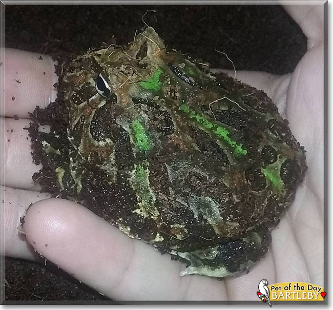 Bartleby the Argentine Horned Frog, the Pet of the Day